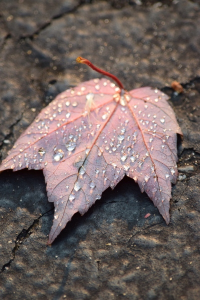 Wet Maple